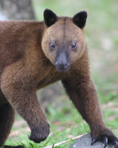 Doria's tree kangaroo