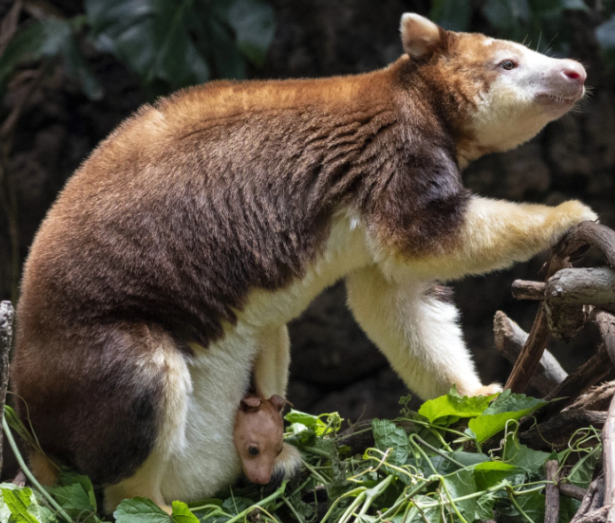 Matschie's tree kangaroo illustration