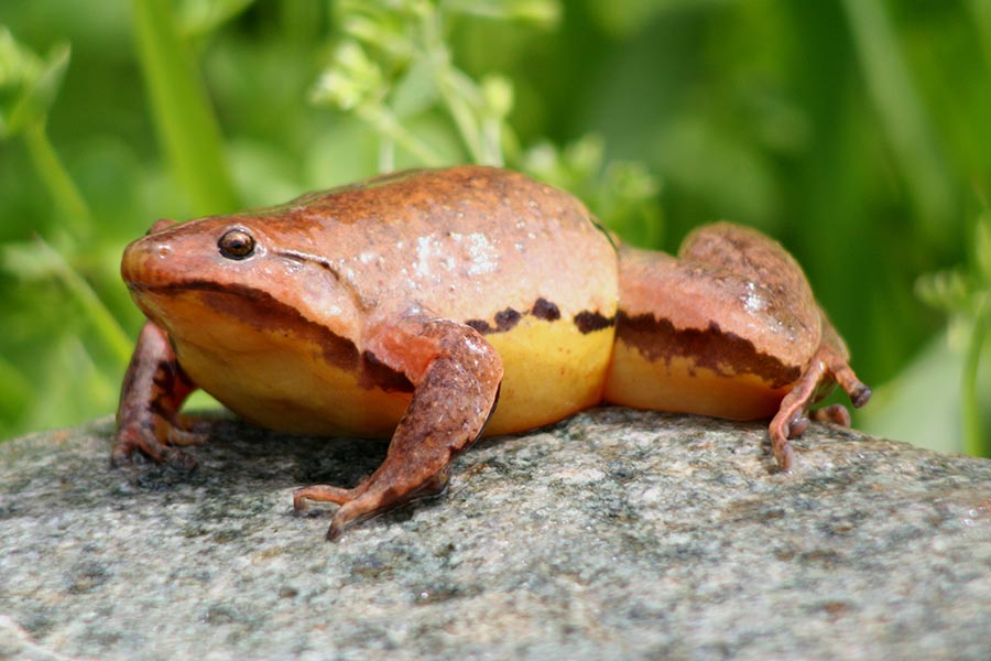 One of PNG's frogs