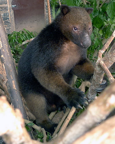 Tenkile tree kangaroo