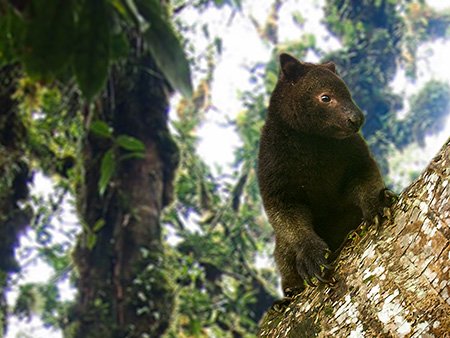 Tree kangaroo