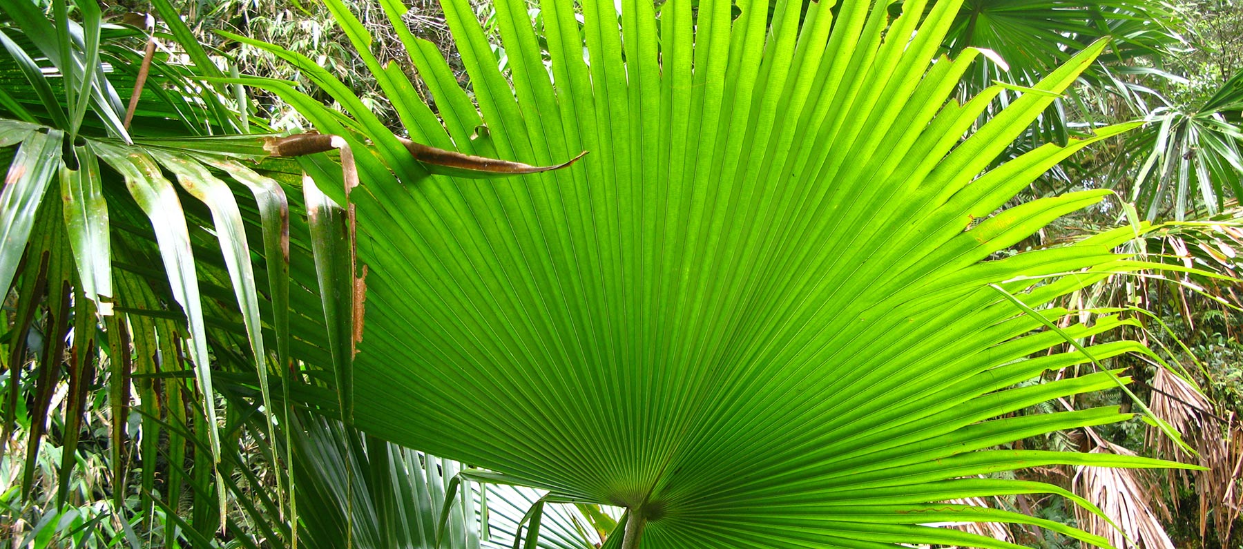 Torricelli rainforest from above