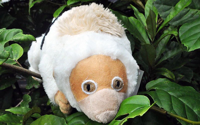 Caspar The Cuscus
