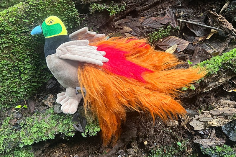 Raggiana Bird Of Paradise